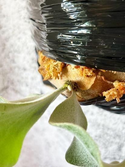 ビカクシダ Pearl Queen Pups P. willinckii 'Pearl Queen' from @alan_s_ferns by