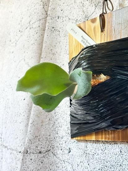 現品】ビカクシダ・パールクイーン オリジナルクローン Platycerium