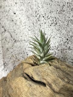 有茎種 - Frontier Plants ONLINE STORE フロンティアプランツ