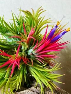 ハ*可様 Tillandsia Ionantha レア株セット image_83913950-3f2f-4206-b244-