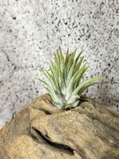 Tillandsia チランジア - Frontier Plants ONLINE STORE