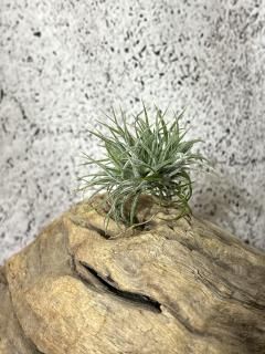 (レア)チランジア　アトロビオラセア　(DP) 現品】チランジア・アトロヴィリディペタラ T. atroviridipetala