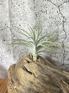 人気交配種♡チランジア　ココナッツグローブ×ベアコレアレ 人気交配種♡チランジア ココナッツグローブ×ベアコレアレ 交配種