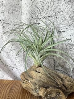 超希少❗️縞模様❗️サイズ特大❗️チランジア　ヒルダエ✨ 大型種 - Frontier Plants ONLINE STORE フロンティアプランツ