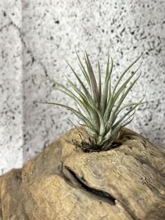 Tillandsia チランジア - Frontier Plants ONLINE STORE