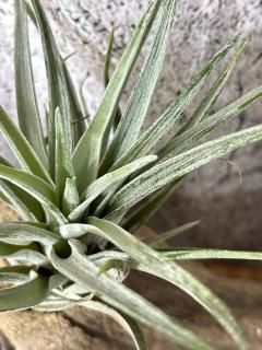 Tillandsia チランジア - Frontier Plants ONLINE STORE