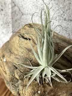 Tillandsia チランジア - Frontier Plants ONLINE STORE