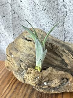 (レア)チランジア　アトロビオラセア　(DP) 現品】チランジア・アトロヴィリディペタラ T. atroviridipetala
