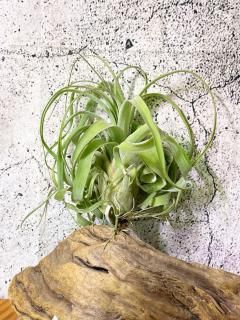 Tillandsia Curly Fatso チランジア カーリーファッツォ Tillandsia