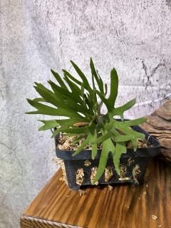Platycerium ビカクシダ - Frontier Plants ONLINE STORE フロンティア