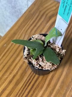 あんちゃん　ビカクシダ あんちゃん ビカクシダ ビカクシダ | PROTOLEAF プロトリーフ