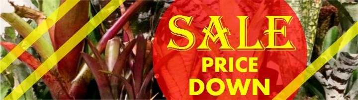 Frontier Plants ONLINE STORE フロンティアプランツ オンラインストア