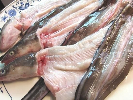 鮮度が命!!「穴子の開き1kg」山陰境港産 - asksanin 山陰境港