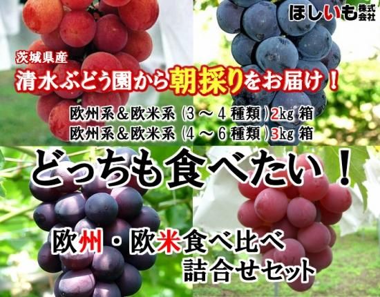 欧州系・欧米系食べ比べ。朝採りぶどう4～6種類詰合せ 3kg/清水