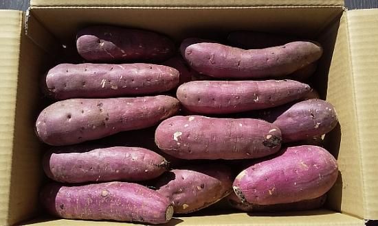 紅はるか Mサイズ 生サツマイモ 5kg - 茨城県ひたちなか市・東海 紅はるか Mサイズ 生サツマイモ 5kg - 茨城県ひたちなか市・東海