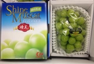 受付延長中】台湾アップルマンゴー 2.5kg（5～7個入り）送料無料