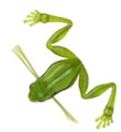  ӥ ޥ #13 WMեå / եå 륢  (᡼ز)  Ź̲ʡ