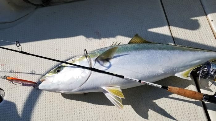 ゼニス ゼロシキ マッハスリー パワーライト ZPL62MLB(ベイト