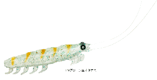  ꥢ륪ߥ  M #UV꡼ / 륢  (᡼ȯ) Ź̲ʡ