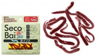 ͻ ɥ٥  / ﲹ¸ ꥨ  ᡼ز