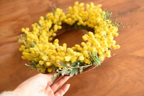 mimosa
