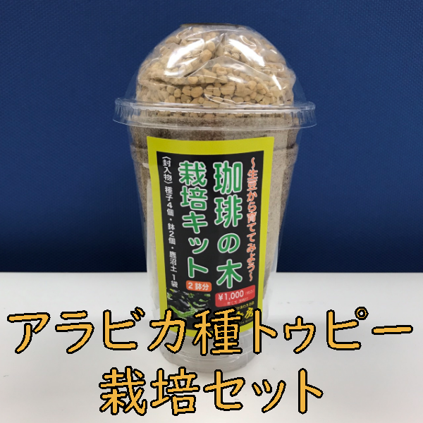コーヒーの木　育苗用　コーヒー生豆　乾燥豆　1kg　アラビカ種のコーヒー コーヒーの木 育苗用 コーヒー生豆 乾燥豆 1kg アラビカ種のコーヒー