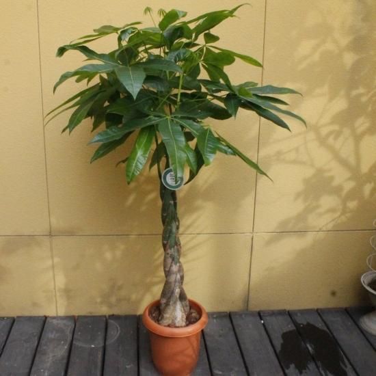 観葉植物 パキラ フローリスト彩花 北海道札幌市のお花屋さん