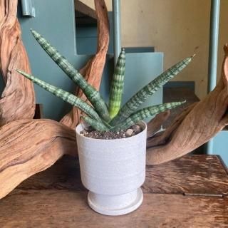 『観葉植物 サンスベリア・ボンセレンシス（鉢付）4寸』
