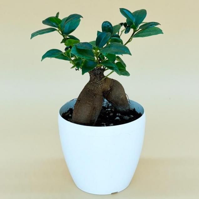 ガジュマル | 観葉植物 - フローリスト彩花 北海道札幌市のお花屋さん