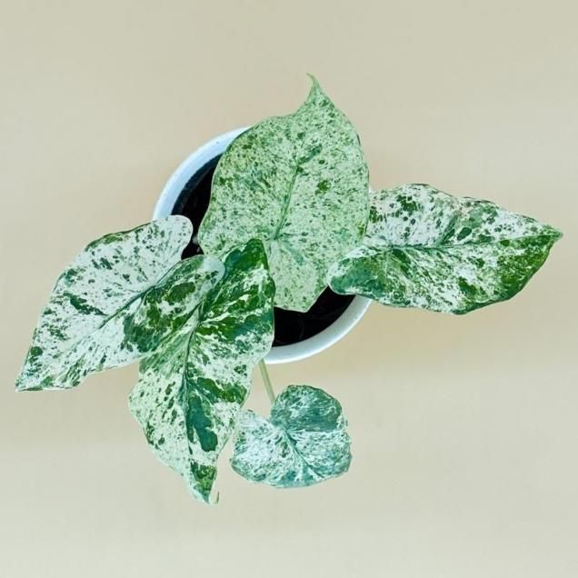 アロカシア オドラ・バリエガータ | 観葉植物 - フローリスト彩花