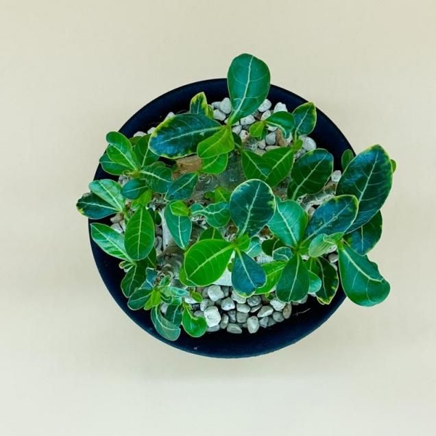 アデニウム・モンスター | 塊根植物 - フローリスト彩花 北海道札幌市