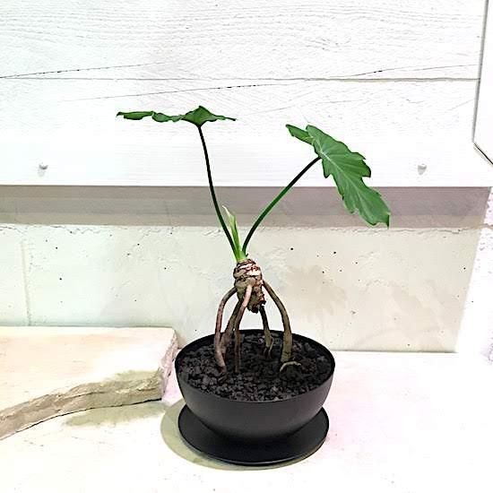 セローム根上がり｜ロングPOT植え替えバージョン：育て方付き