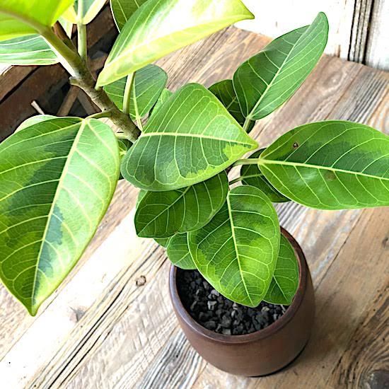 PLANCHU 観葉植物 フィカス アルテシマ 斑入り 4号鉢 受け皿付き