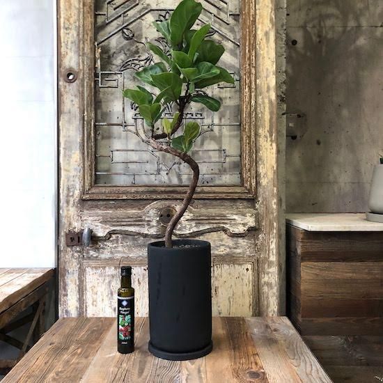 カシワバゴム バンビーノ 10号 【B級品/大型観葉植物】波打つような葉