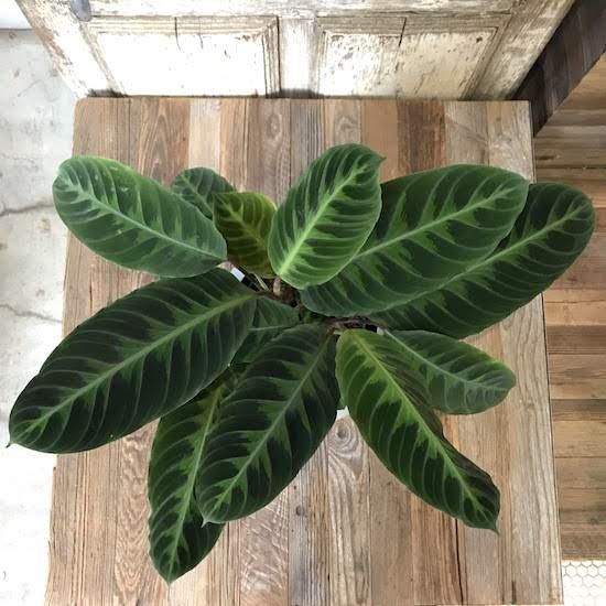 農場直送！カラテア アソートセット 3.5号鉢 10鉢 観葉植物 ［1
