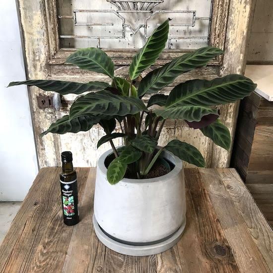 超安い 138376464_o6.jpg? その他観葉植物