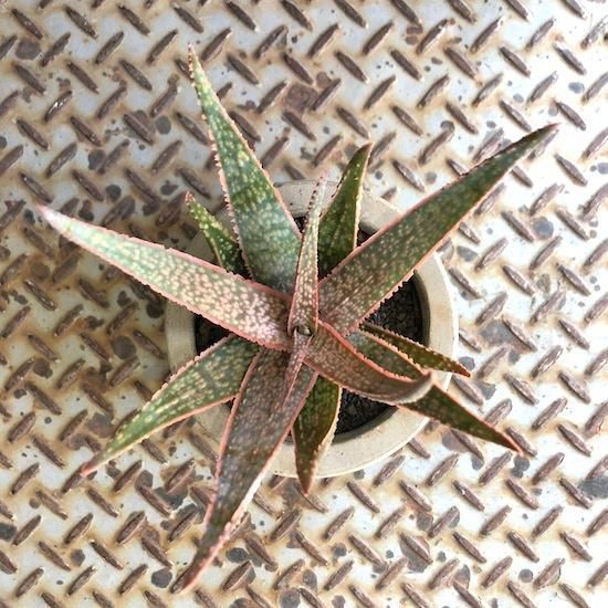 アロエ　ハイブリッド　“spiral stair”Aloe hyb 子株　第四種 アロエ ハイブリッド “spiral stair”Aloe hyb 子株 第四種