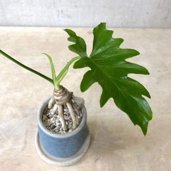 観葉植物小鉢セット セローム ポトス Tranship