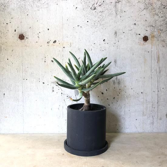 アロエ ラモシシマ - TRANSHIP