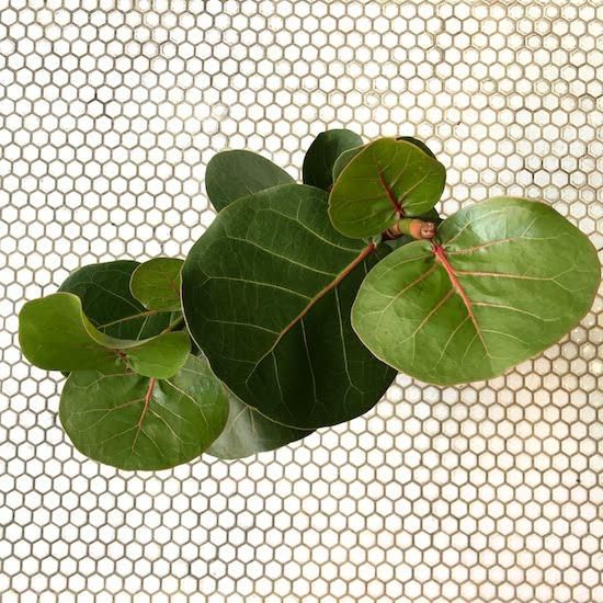 シーグレープ　15 楽天市場】シーグレープ（観葉植物｜花・観葉植物）：花