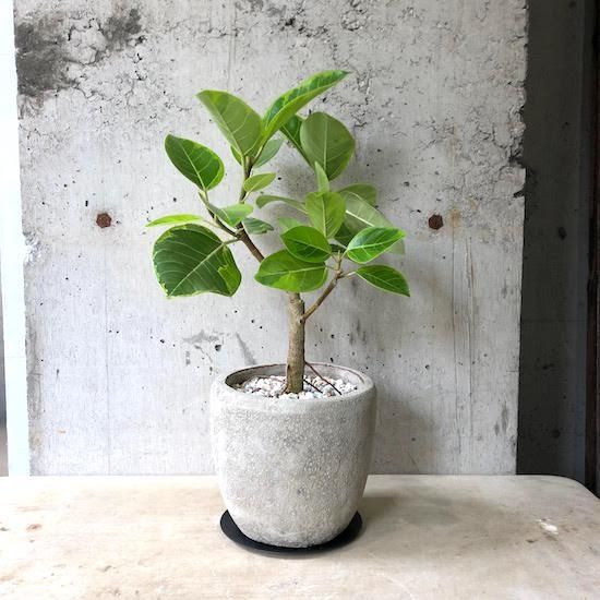 フィカス ウィルディマニアーナ Tranship