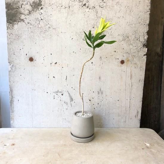 新品 大人気商品  143097879.jpg?cmsp_timestamp= その他観葉植物