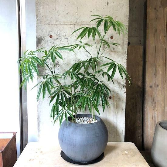 シェフレラ　スターシャイン 250425 3 143743866_o2.jpg?