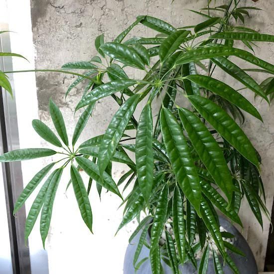 シェフレラ アルボリコラ スターシャイン - TRANSHIP