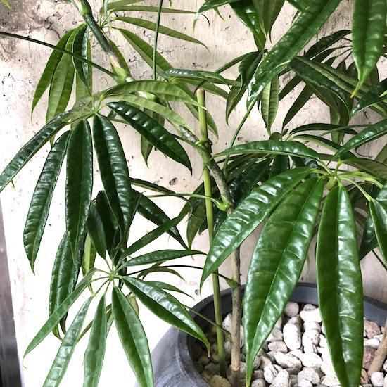 シェフレラ アルボリコラ スターシャイン - TRANSHIP