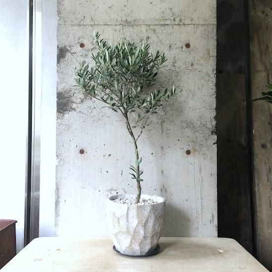 オリーブ　マンザニロ　2 楽天市場】【マンザニロ】 オリーブの木 2年生苗 : 苗木部 by