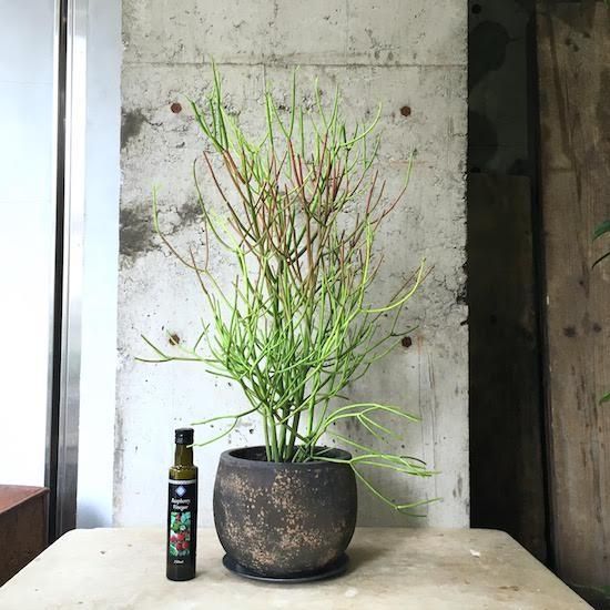 観葉植物 ミルクブッシュの人気商品・通販・価格比較 - 価格.com