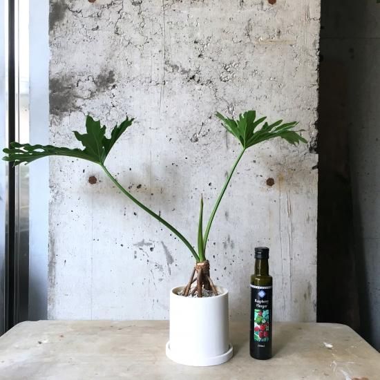 セローム 観葉植物 根上がり 陶器鉢付き 植え替え - メルカリ