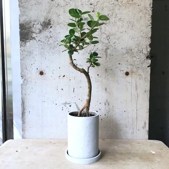 f*h様 元祖⬛︎ 白 パンダ ガジュマル ⬛︎挿し木専用 希少 □白 パンダガジュマル□挿し木用