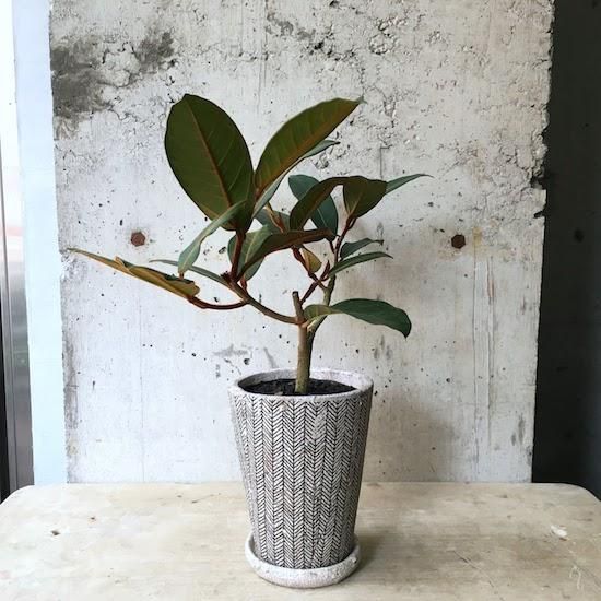 フィカス　ベルベット　お引取り限定　植物　インテリア 145936942_o1.jpg?